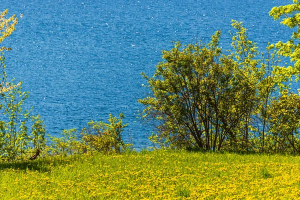 Norveç manzarası manzaralı bir yer. Çiçekli karahindibalar  