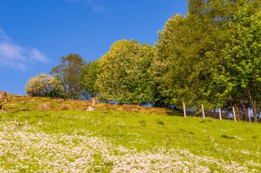 Yaz bitkileri, yeşil çimenler ve ağaçlar 