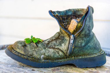 Eski çizme ve büyüyen küçük yeşil bitki 