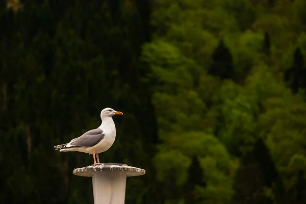 Gaivota Branca Topo Pólo — Fotografia de Stock