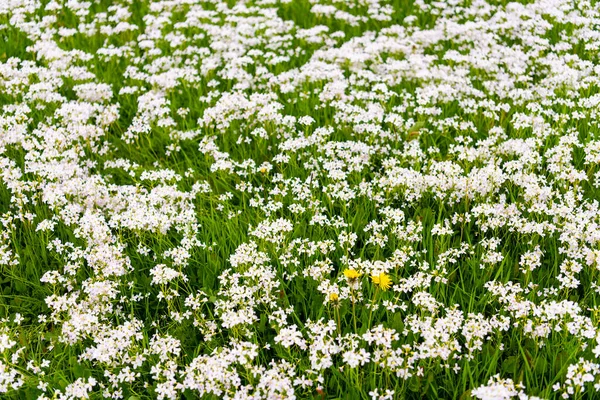 Yeşil Çimenler Beyaz Tarla Çiçekleri — Stok fotoğraf