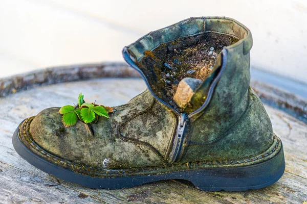 古いブーツと成長する小さな緑の植物 — ストック写真