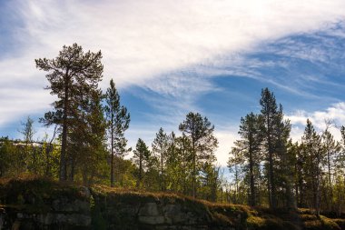 Doğadaki ağaçlar, bitki örtüsü ve çevre
