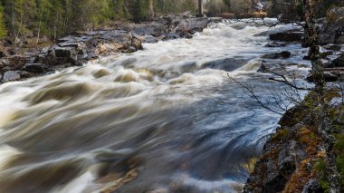 Nehir suyu vahşi doğada akar. 