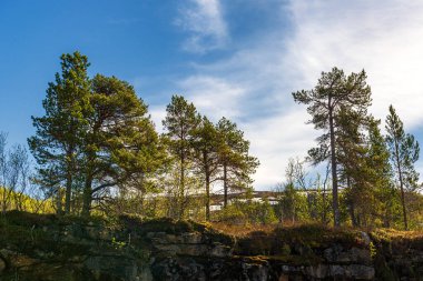 Yaz bitkileri, ağaçlar ve mavi gökyüzü 
