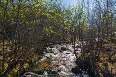 Vahşi nehir doğada, güzellik doğada
