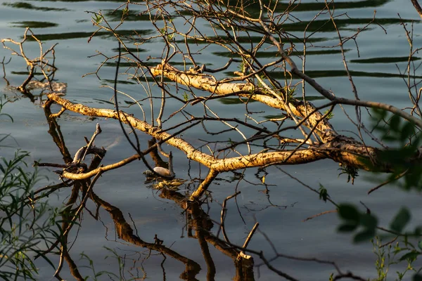 Schöne Naturlandschaft Mit Ruhigem Fluss Und Üppiger Vegetation Morgen — Stockfoto