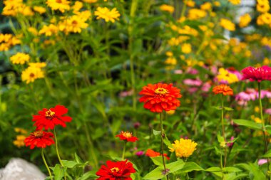 Yeşil yapraklı kırmızı, pembe ve sarı çiçeklerin güzel manzarası. 