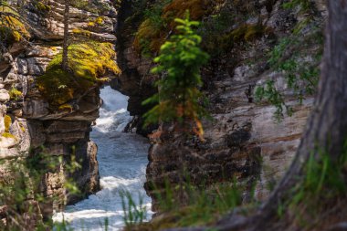 Athabaska Fall, Alberta, Kanada 'lı güzel doğal manzara