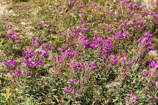 Dağlarda Yemyeşil Bitki Örtüsü Olan Güzel Bir Manzara Jasper Ulusal — Stok fotoğraf
