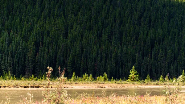 Красивий Краєвид Пишною Рослинністю Горах Національний Парк Яспер Альберта Канада — стокове фото
