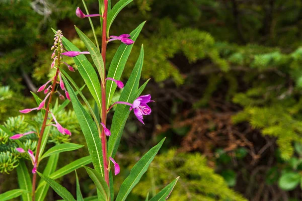 Dağlarda Yemyeşil Bitki Örtüsü Olan Güzel Bir Manzara Jasper Ulusal — Stok fotoğraf