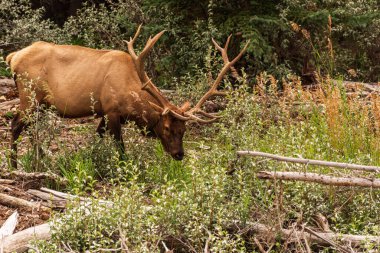 Vahşi yaşamın görkemli kahverengi geyiği, Banff Ulusal Parkı 
