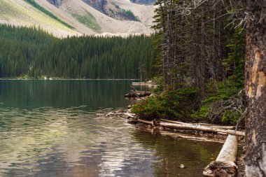 Alberta, Kanada 'daki dağ nehri ile görkemli doğal manzara.