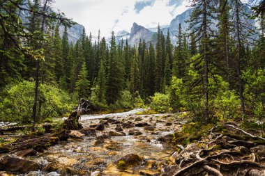 Banff Ulusal Parkı, Alberta, Kanada 'da dağları ve nehri olan güzel bir manzara.