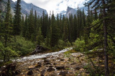 Banff Ulusal Parkı, Alberta, Kanada 'da dağları ve nehri olan güzel bir manzara.