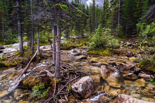 Bellissimo Paesaggio Con Rigogliosa Vegetazione Verde Alberta Canada — Foto Stock