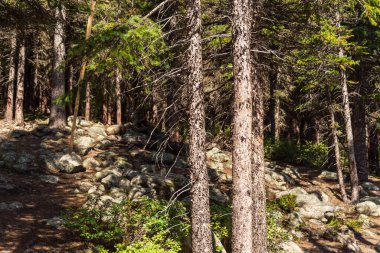 Alberta, Kanada 'da yemyeşil bitki örtüsü olan güzel bir manzara.