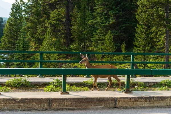 Magnifique Cerf Brun Gagner Faune Parc National Jaspe Canada — Photo