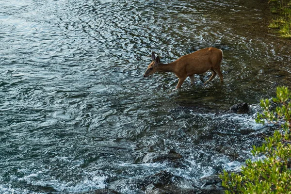 Vacker Brun Rådjur Vinna Djurliv Jaspis Nationalpark Kanada — Stockfoto