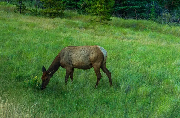 Belos Cervos Marrons Ganhar Vida Selvagem Jasper Parque Nacional Canadá — Fotografia de Stock