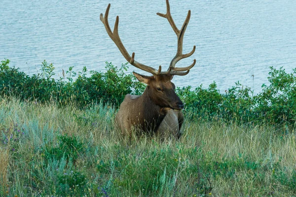 Güzel kahverengi geyik vahşi hayatı, Jasper Ulusal Parkı, Kanada 'yı kazandı.