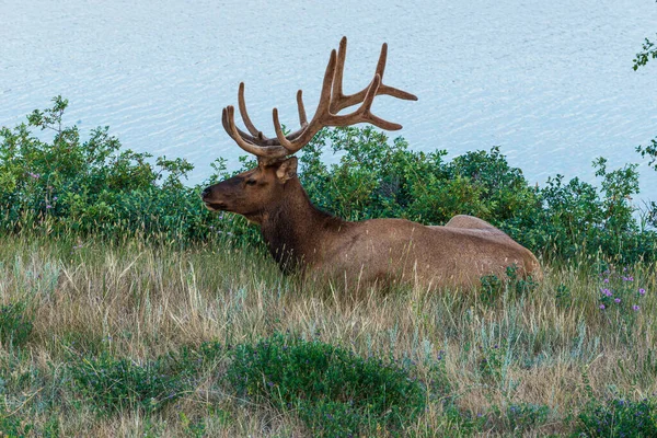 Beautiful Brown Deer Win Wildlife Jasper National Park Canada — Stock Photo, Image