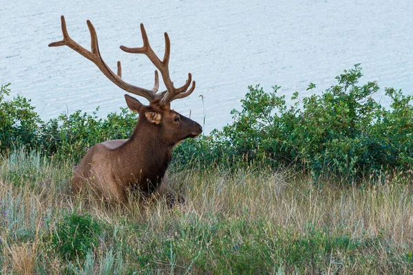 Magnifique Cerf Brun Gagner Faune Parc National Jaspe Canada — Photo