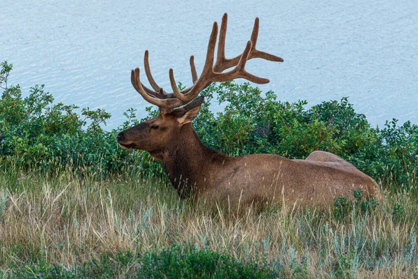 Beautiful Brown Deer Win Wildlife Jasper National Park Canada — Stock Photo, Image