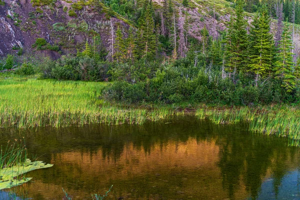 Wunderschöne Landschaft Mit Üppiger Vegetation Bergen Jaspis Nationalpark Alberta Kanada — Stockfoto