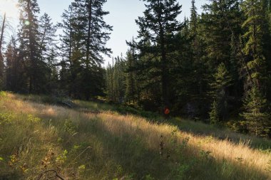 Dağlarda yemyeşil bitki örtüsü olan güzel bir manzara, Jasper Ulusal Parkı, Alberta, Kanada