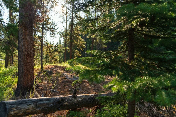 Bela Paisagem Com Vegetação Exuberante Nas Montanhas Parque Nacional Jasper — Fotografia de Stock