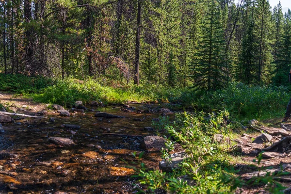 Hermoso Paisaje Con Exuberante Vegetación Las Montañas Parque Nacional Jaspe — Foto de Stock