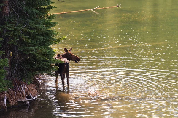 Wild Elk Drinking Water Jasper National Park Canada — Stock Photo, Image