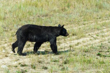 Vahşi yaşamın görkemli siyah ayısı, Jasper Ulusal Parkı, Kanada