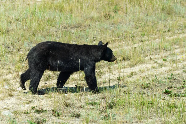 Majestueux Ours Noir Dans Faune Parc National Jaspe Canada — Photo
