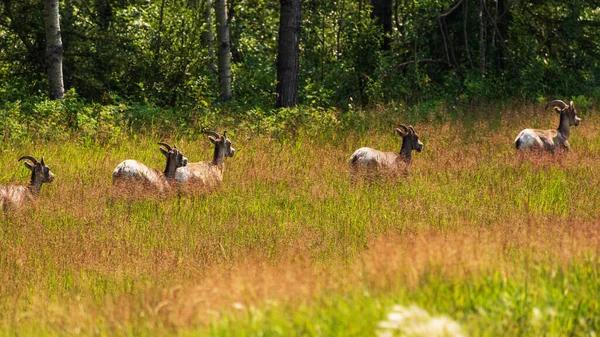Wild Animals Grazing Green Meadow Wildlife — Stock Photo, Image