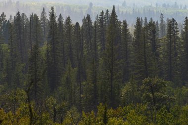 Alberta, Kanada 'da yemyeşil bitki örtüsü olan güzel bir manzara.