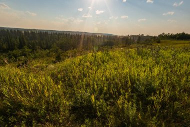 Alberta, Kanada 'da yemyeşil bitki örtüsü olan güzel bir manzara.