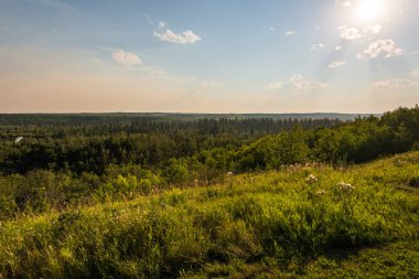 Alberta, Kanada 'da yemyeşil bitki örtüsü olan güzel bir manzara.