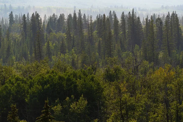 Bela Paisagem Com Vegetação Verde Exuberante Alberta Canadá — Fotografia de Stock