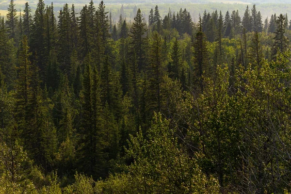 Beautiful Landscape Lush Green Vegetation Alberta Canada — Stock Photo, Image