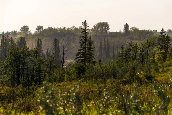 Hermoso Paisaje Con Exuberante Vegetación Verde Alberta Canada — Foto de Stock
