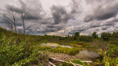 Güzel Doğal Dirsek Nehri Sahnesi, Alberta, Kanada