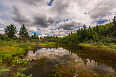 Güzel Doğal Dirsek Nehri Sahnesi, Alberta, Kanada