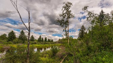 Güzel Doğal Dirsek Nehri Sahnesi, Alberta, Kanada