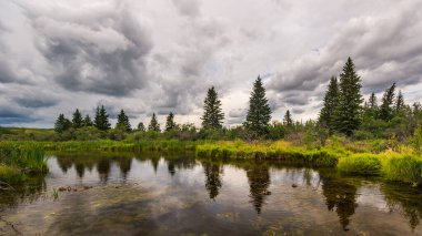 Güzel Doğal Dirsek Nehri Sahnesi, Alberta, Kanada