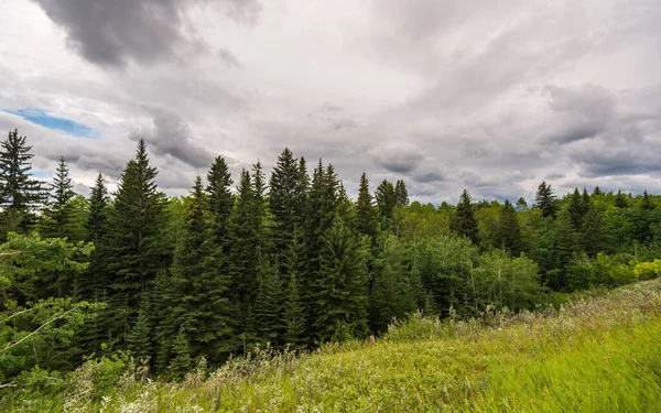 Alberta, Kanada 'da yemyeşil bitki örtüsü olan güzel bir manzara.