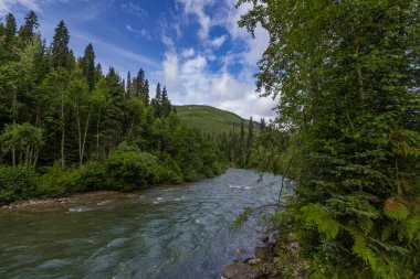 Alberta, Kanada 'daki dağ nehri ile görkemli doğal manzara.