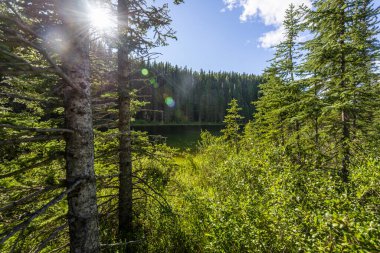 Alberta, Kanada 'da yemyeşil bitki örtüsü olan güzel bir manzara.
